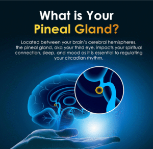 Pineal Guard X Gland Decalcification and Pituitary Support Supplement - Liquid Drops Enhance Pineal XT Results - Natural Fast-Acting Third Eye Activation