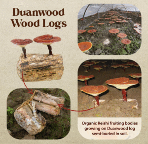 Dragon Herbs Duanwood Reishi Drops • Mushroom Supplement • Mountain Organically Log Grown