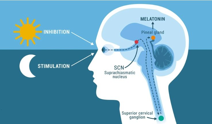holistic support for pineal gland