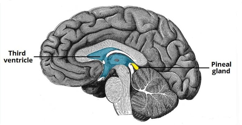 Picture of a Pineal Gland